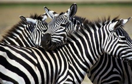 Proč má zebra pruhy
